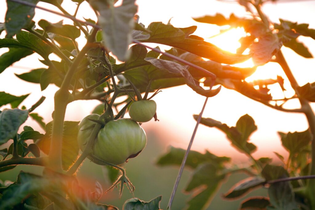 Seasonal Plant Tomato