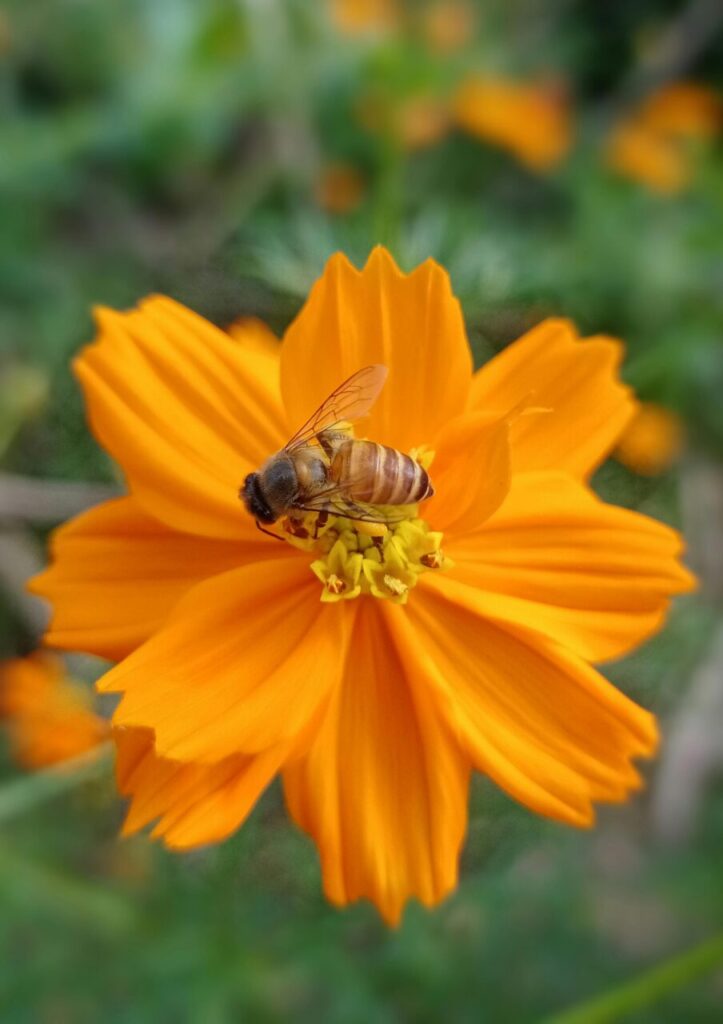 Pollination Powerhouses