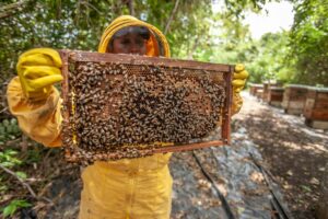 The Role of Bees in Ecosystems and How to Protect Them