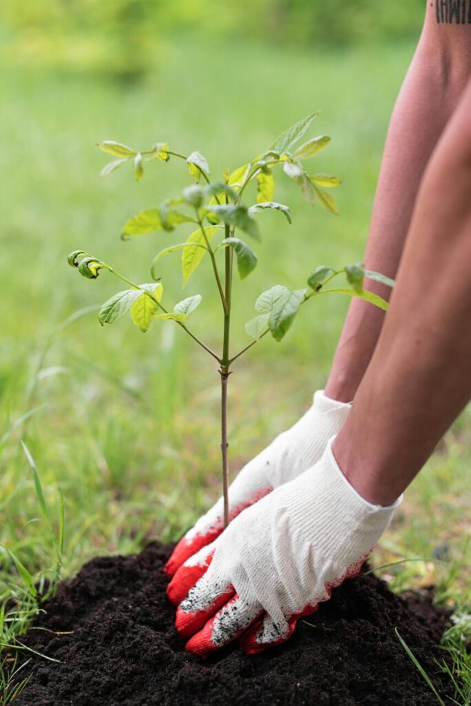 planting tree